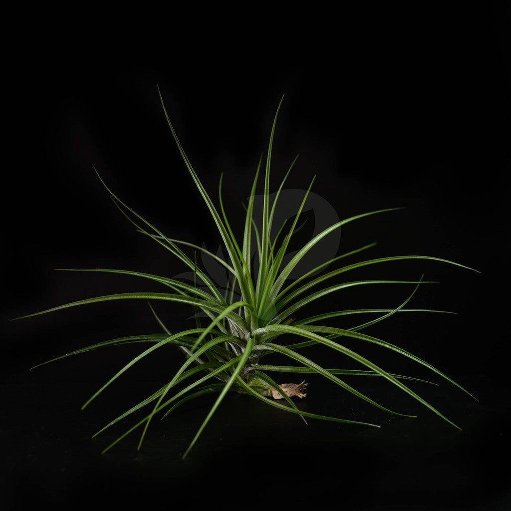 T. caulescens