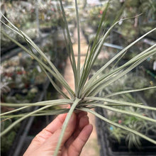 T. chapalillaensis