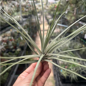 T. chapalillaensis