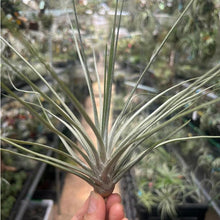 T. chapalillaensis