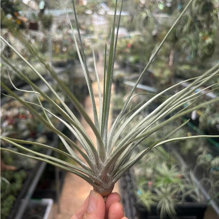 T. chapalillaensis