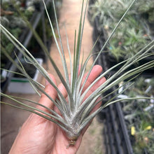 T. chapalillaensis