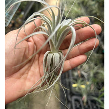 T. chapuensis