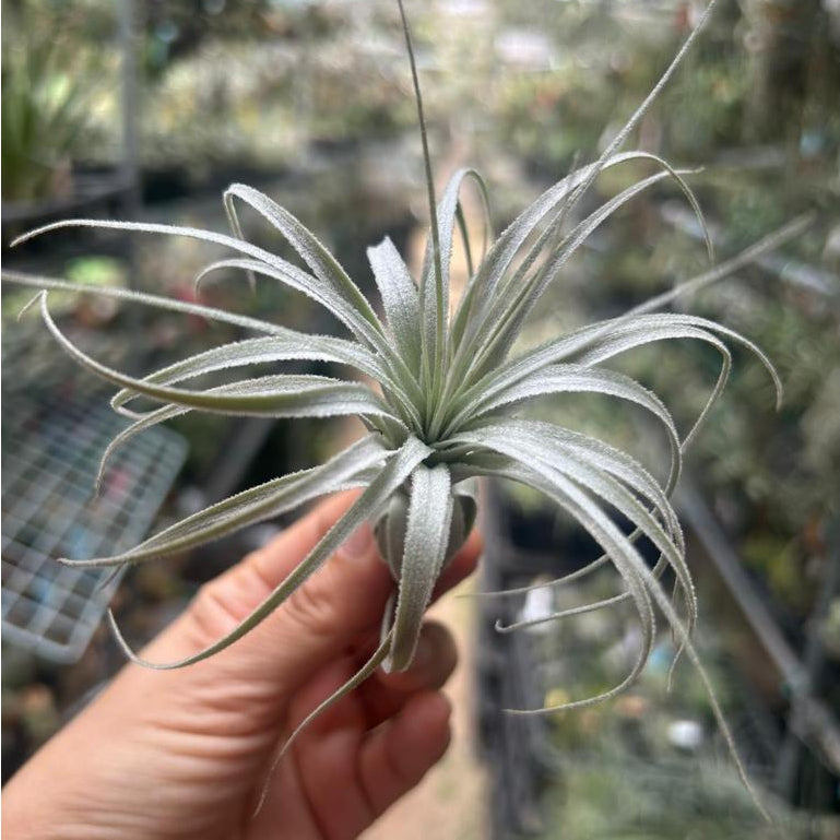 T. chapuensis