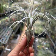 T. chapuensis