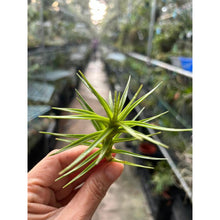 T. cocoensis