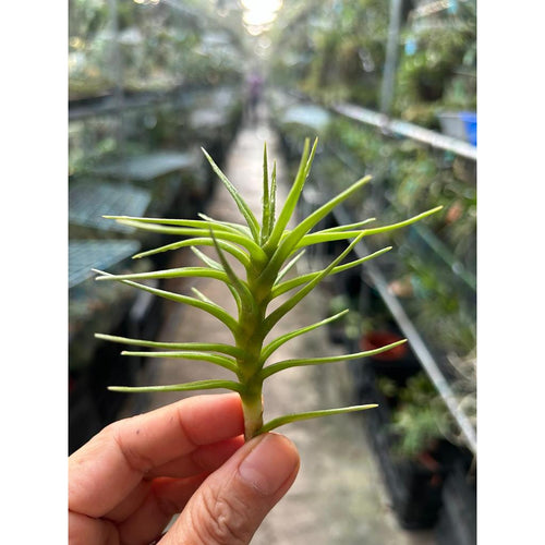 T. cocoensis