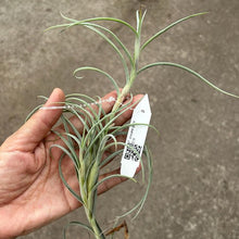 T. crocata Giant
