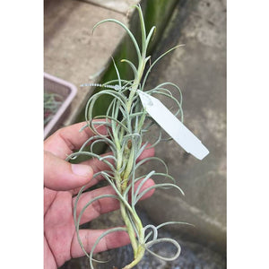 T. crocata Giant