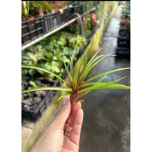 T. cyanea (Small)