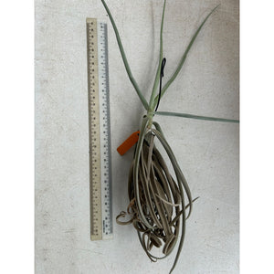 T. duratii (Medium)