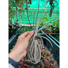 T. duratii (Medium)