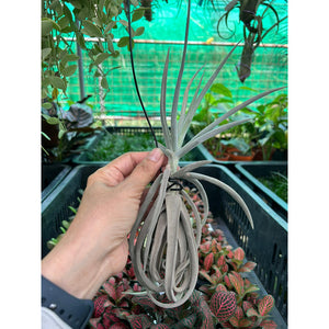 T. duratii (Medium)