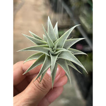 T. edithae