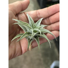 T. edithae