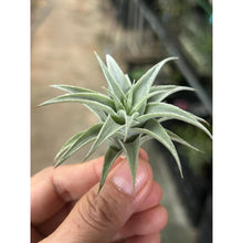 T. edithae