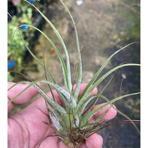 T. ehlersiana