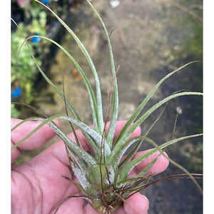 T. ehlersiana