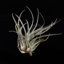 T. ehlersiana (small clump)