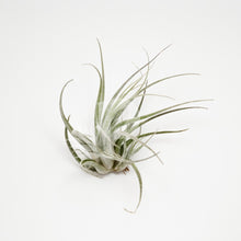 T. ehlersiana (small clump)