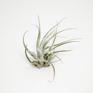 T. ehlersiana (small clump)