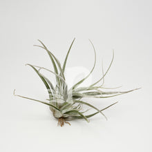 T. ehlersiana (small clump)
