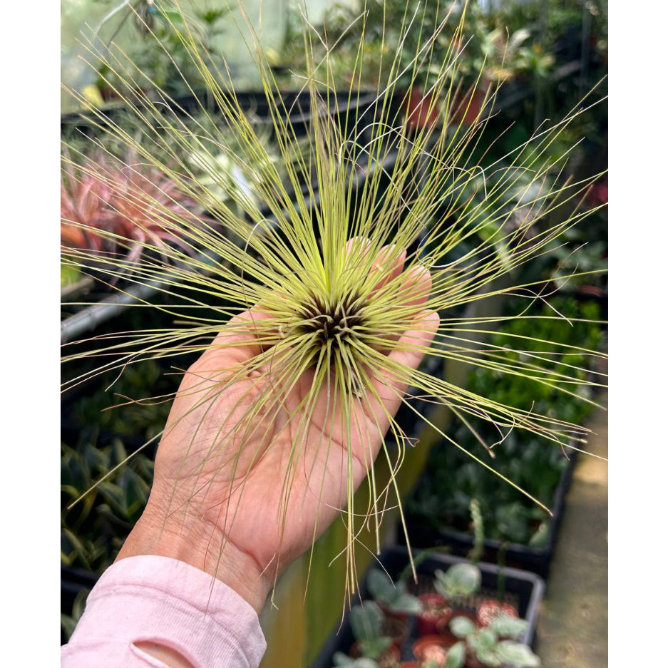 T. filifolia (L)