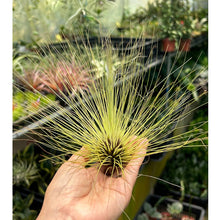 T. filifolia (L)