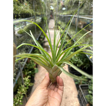 T. flabellata