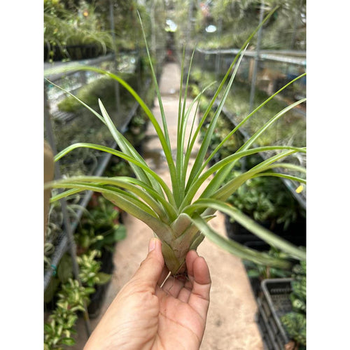 T. flabellata
