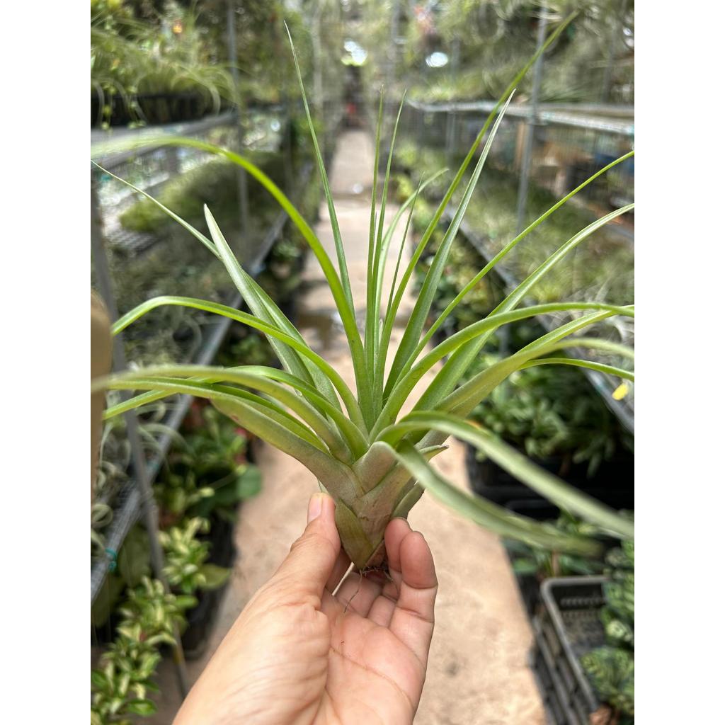 T. flabellata