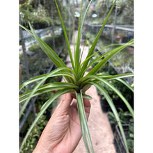 T. flabellata