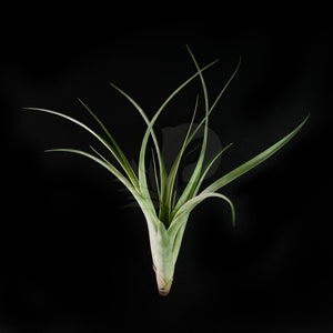 T. flabellata (Small)