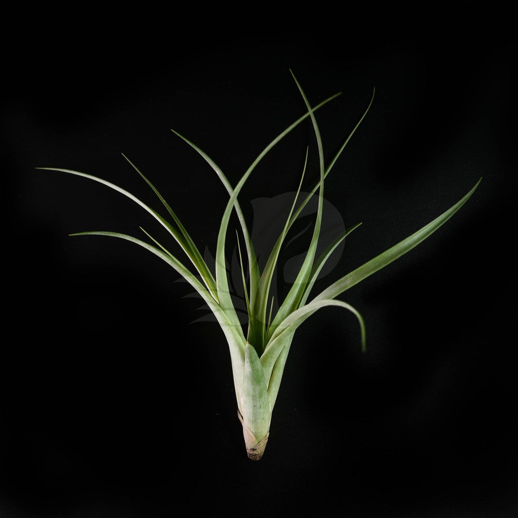 T. flabellata (Small)