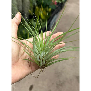 T. flavobracteata