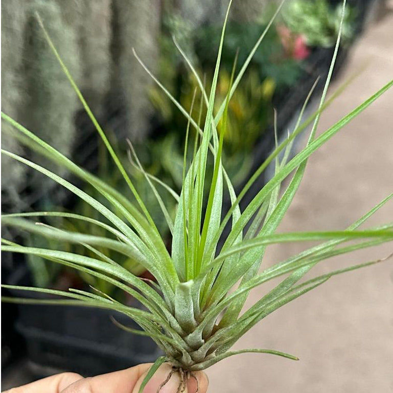 T. flavobracteata