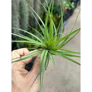 T. flavobracteata