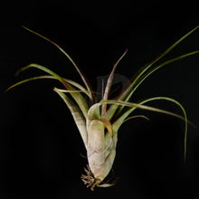 T. flexuosa Twisted