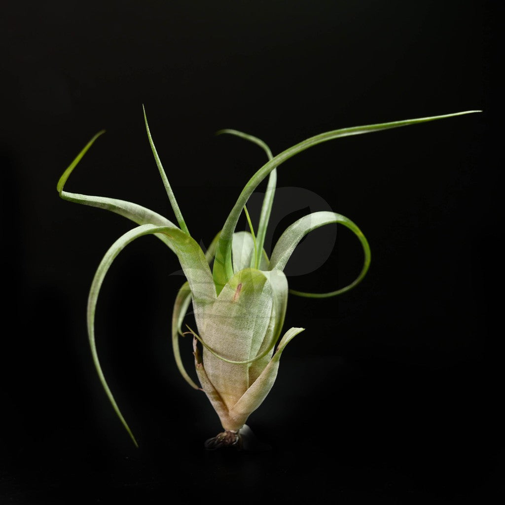 T. flexuosa Twisted