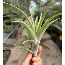 T. flexuosa