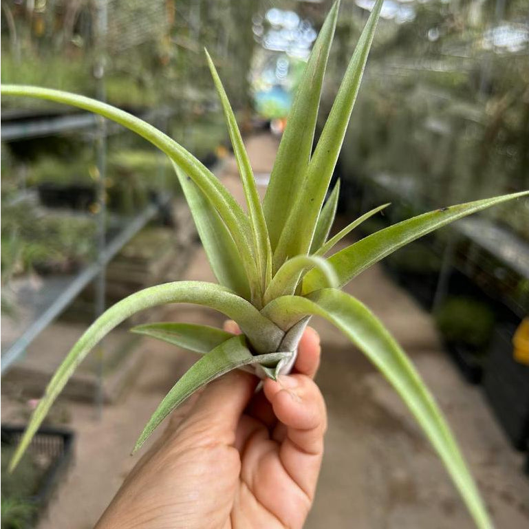 T. flexuosa