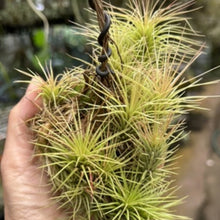 T. funckiana Clump (Small)