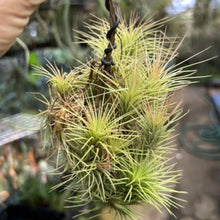T. funckiana Clump (Small)