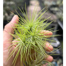 T. funckiana Green Clump