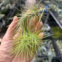 T. funckiana Green Clump