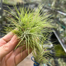 T. funckiana Green Clump