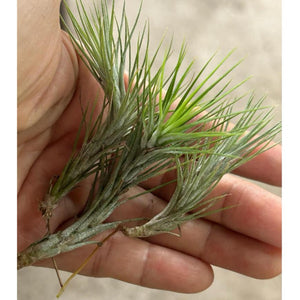 T. funckiana (Set of 3) (about 6cm each)