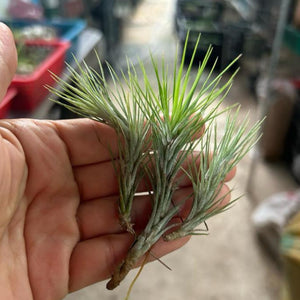T. funckiana (Set of 3) (about 6cm each)