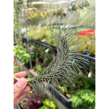 T. funckiana v recurvifolia