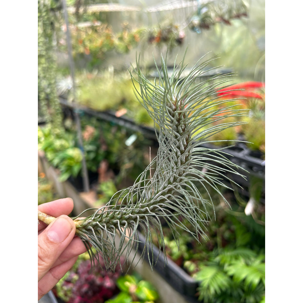 T. funckiana v recurvifolia
